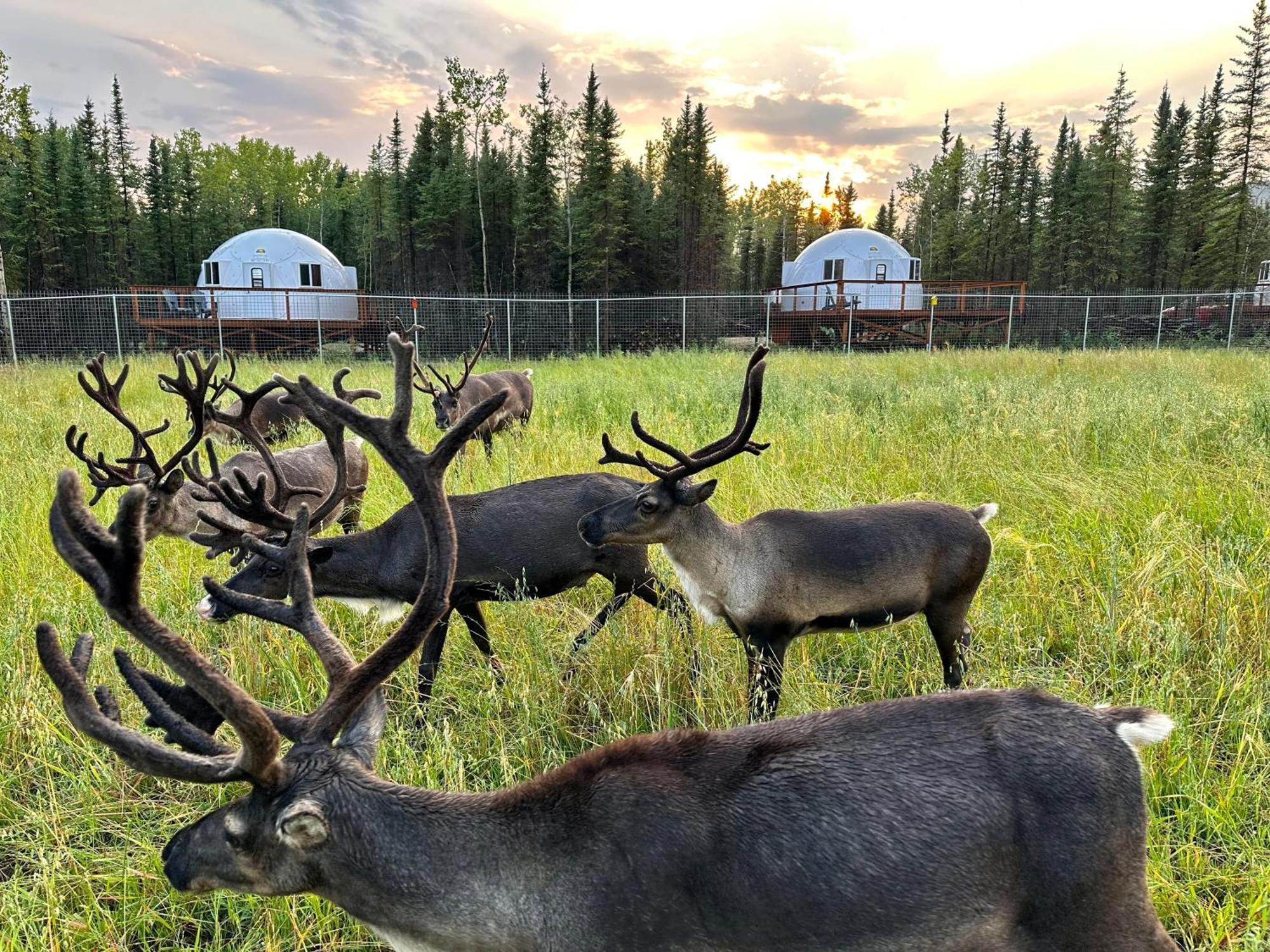 Pleasant Acres Reindeer Ranch Villa Pleasant Valley Eksteriør billede